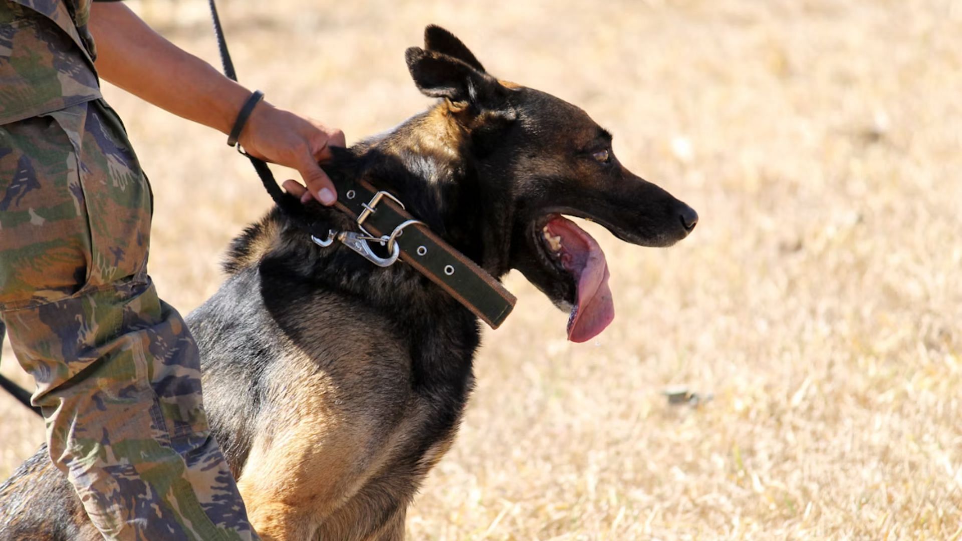 A German Shepherd named Indiana Bones detected the scent of decomposition (Image via Unsplash)